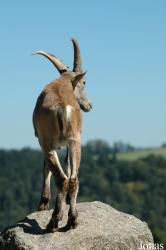 Wildpark Altenfelden