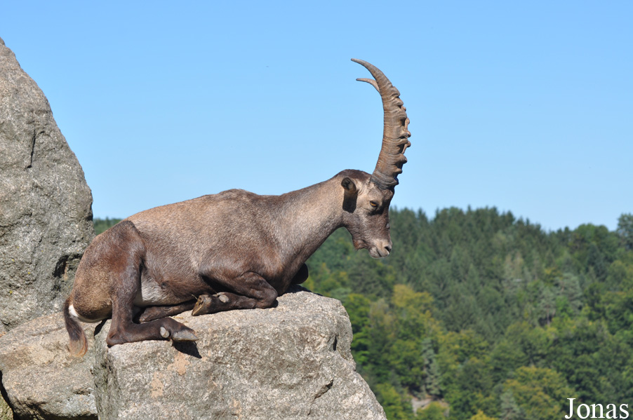 Wildpark Altenfelden