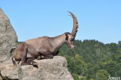 Wildpark Altenfelden