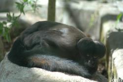 Parc Zoologique et Botanique de Mulhouse