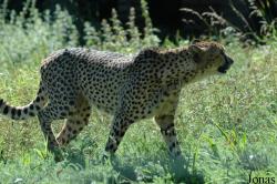 Wildpark Altenfelden