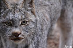 Lynx canadensis