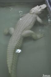 Krokodýlí Zoo Protivín
