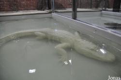 Krokodýlí Zoo Protivín