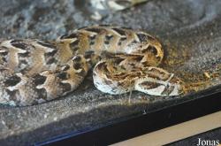 Krokodýlí Zoo Protivín