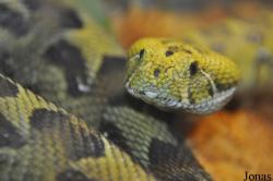 Bitis parviocula