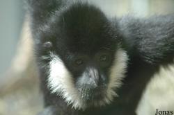 Parc Zoologique et Botanique de Mulhouse