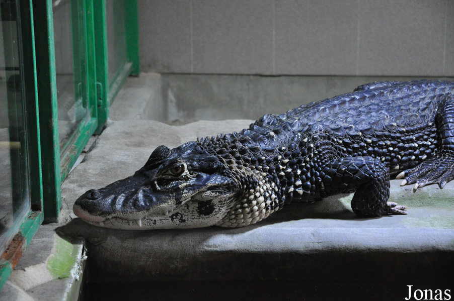 Krokodýlí Zoo Protivín