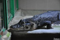 Krokodýlí Zoo Protivín