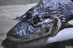 Krokodýlí Zoo Protivín