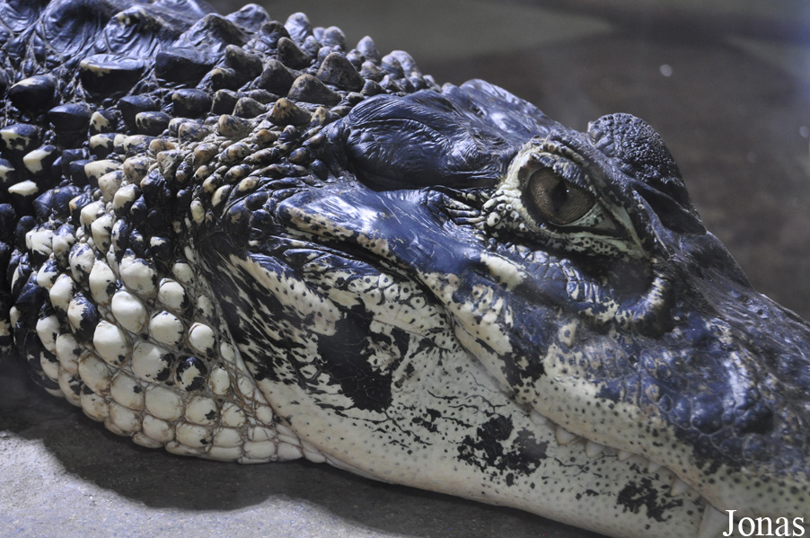 Krokodýlí Zoo Protivín