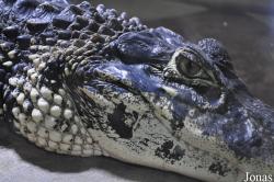 Krokodýlí Zoo Protivín
