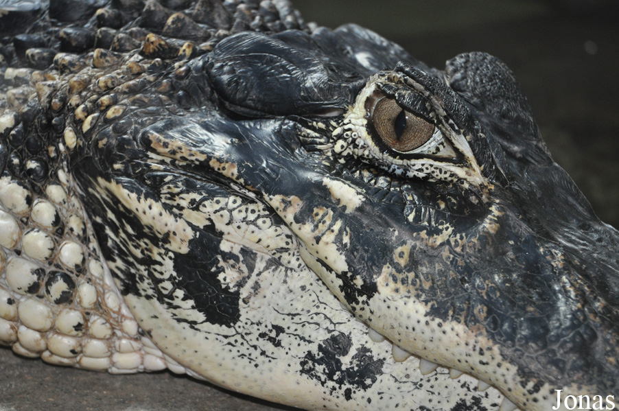 Krokodýlí Zoo Protivín