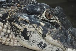 Krokodýlí Zoo Protivín