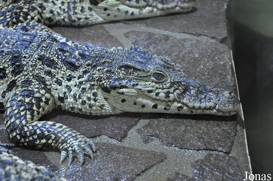 Krokodýlí Zoo Protivín