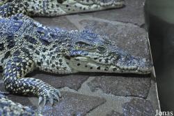 Krokodýlí Zoo Protivín