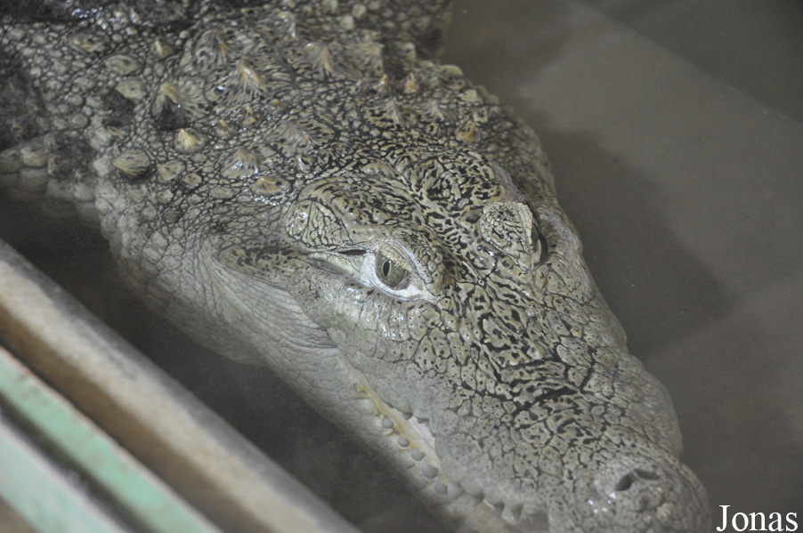Krokodýlí Zoo Protivín