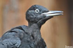 Zoologická Zahrada Ohrada