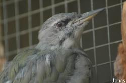 Picus canus