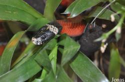 Lampropeltis triangulum