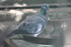 Columba oenas