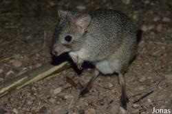Bettongia penicillata ogilbyi