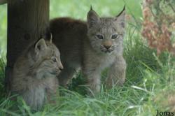 Zoologická Zahrada Tábor-Větrovy