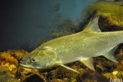 Aspius aspius