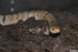 Oligodon fasciolatus