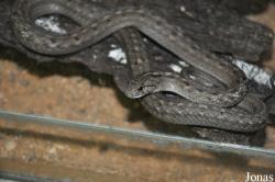 Thamnodynastes chaquensis
