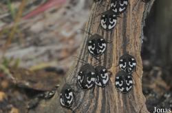 Blattodea