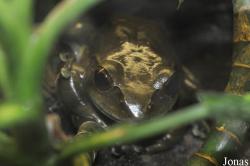 Boophis goudotii