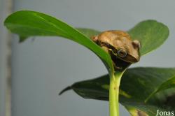 Litoria thesaurensis