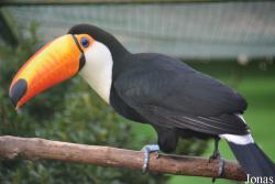 Ramphastos toco
