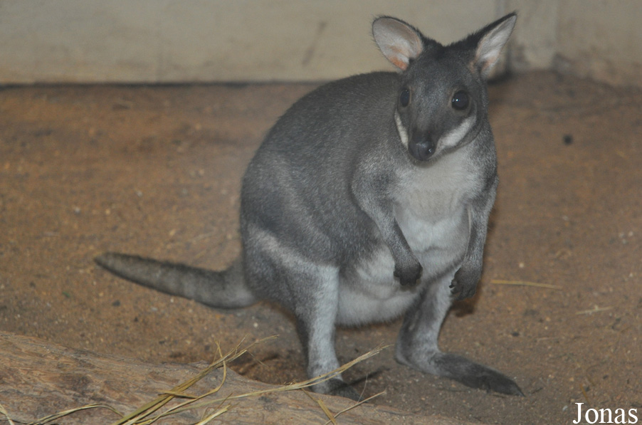 Zoologická a botanická zahrada města Plzně