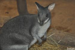 Zoologická a botanická zahrada města Plzně