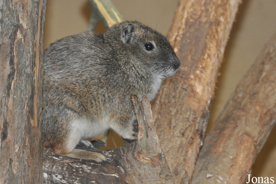 Zoologická a botanická zahrada města Plzně