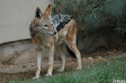 Zoologická a botanická zahrada města Plzně