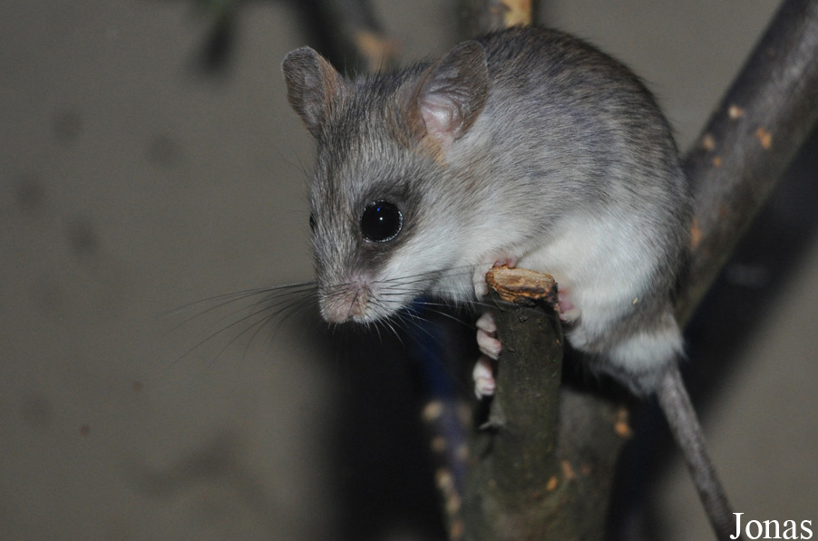 Zoologická a botanická zahrada města Plzně