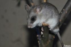 Zoologická a botanická zahrada města Plzně