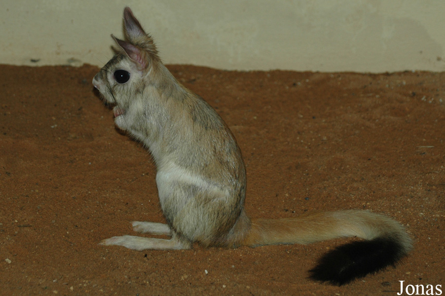 Zoologická a botanická zahrada města Plzně