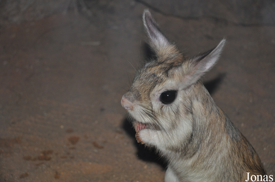 Zoologická a botanická zahrada města Plzně