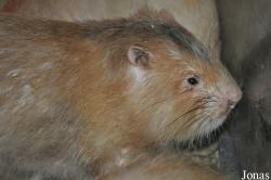 Spalacidae