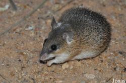 Acomys spinosissimus
