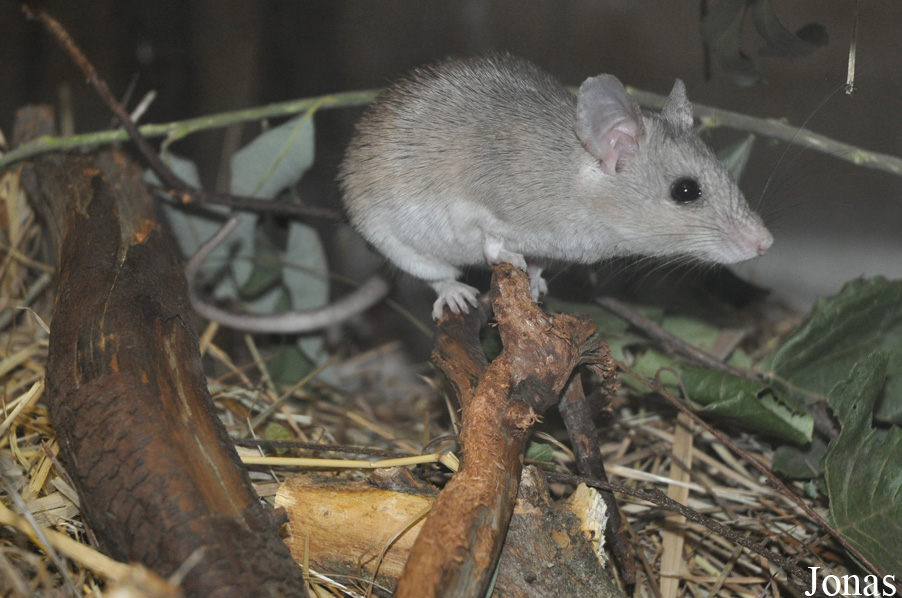 Zoologická a botanická zahrada města Plzně