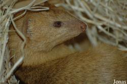 Herpestes sanguineus