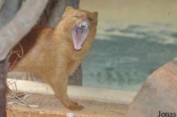 Zoologická a botanická zahrada města Plzně