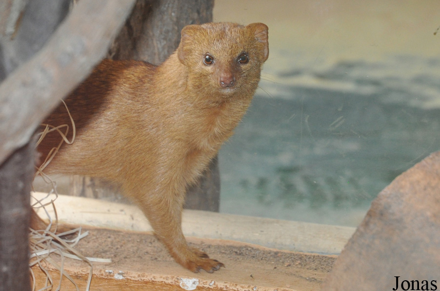 Zoologická a botanická zahrada města Plzně