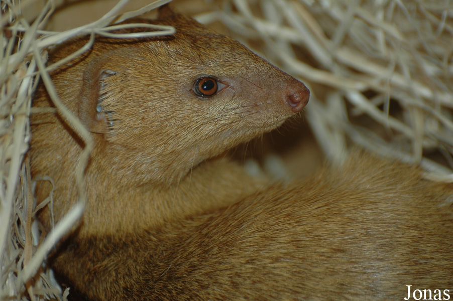 Zoologická a botanická zahrada města Plzně