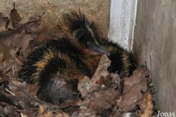 Zoologická a botanická zahrada města Plzně